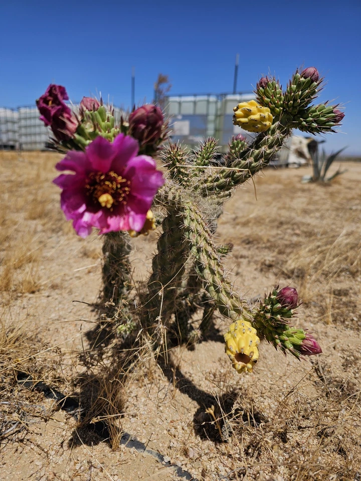 Cylindropuntia Imbricata Tree Cholla – 12 Cuttings 4–6 Inch – Hardy Cactus Starter Cuttings for Planting