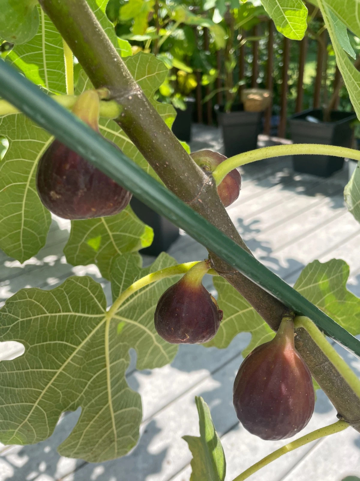 Organic Chicago Hardy Fig Cuttings – 4 Early Season Cold Hardy Fig Tree Cuttings for Home Gardens