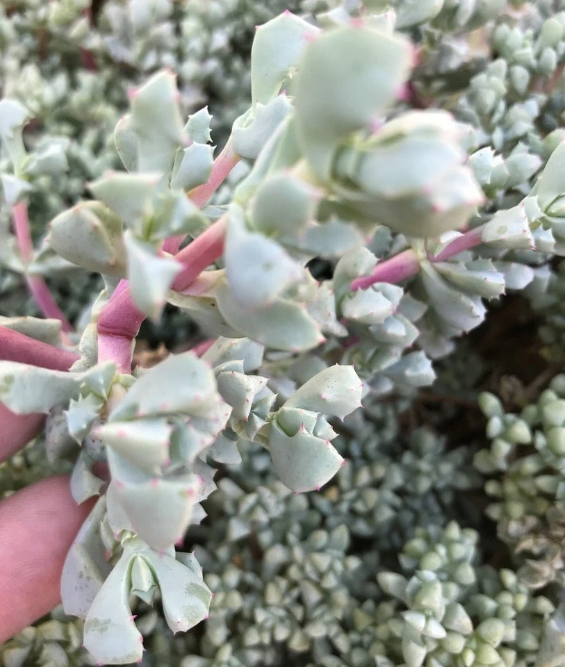 Oscularia Deltoides Cuttings – 3 Unrooted Deltoid-Leaved Dew Plant Cuttings, 4–6 Inch Succulent