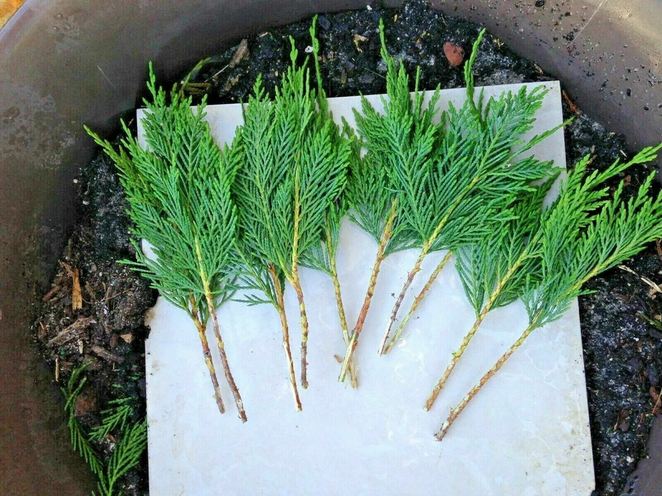 15 Leyland Cypress Cuttings – 6–7" Unrooted Stems for Privacy Screens, Fast-Growing Evergreen Tree Starter Lot