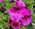 Martha Washington Geranium Cuttings Set of 6 Pelargonium Rose Pink Live Plant Starters
