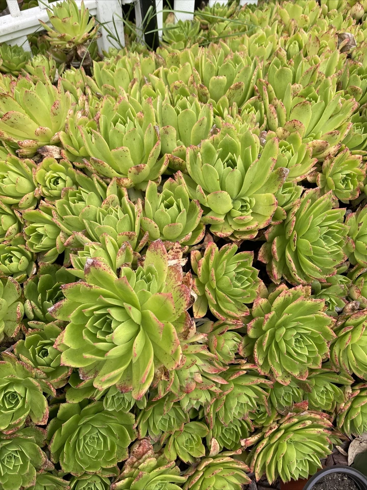 Aeonium Succulent Cuttings – 3 Unrooted Green Aeonium with Pink Edges, 4–6 Inch Live Plant Starters