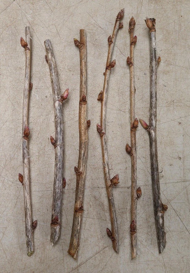 Black Currant Cuttings – 8 Unrooted Cuttings 8–10 Inches, Ribes Nigrum for Propagation and Planting