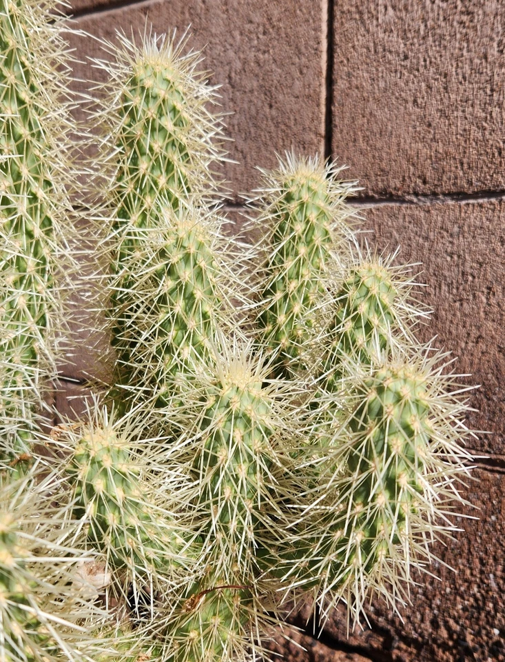 Teddy Bear Cholla Cactus Cutting – Cylindropuntia bigelovii Unrooted Segment for Desert Garden Propagation