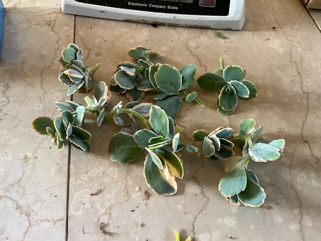 Kalanchoe fedtschenkoi Lavender Scallops | Live Succulent Cutting or Starter | Variegated Lavender Edges | Easy Care Plant