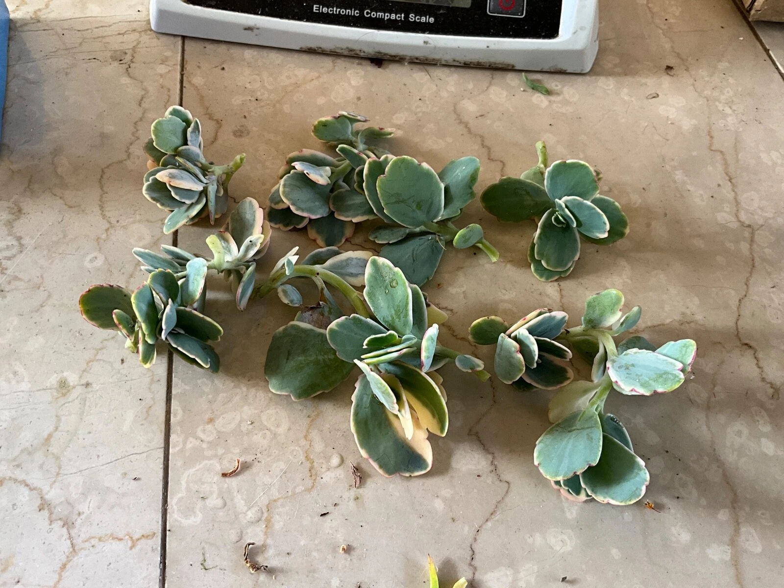 Kalanchoe fedtschenkoi Lavender Scallops | Live Succulent Cutting or Starter | Variegated Lavender Edges | Easy Care Plant