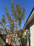 Apple Tree Scion Cuttings – Live Malus Domestica Cuttings for Grafting or Rooting, Fruit Tree Plant Material