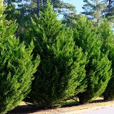 35 Fresh SC Leyland Cypress (x Cupressocyparis leylandii) 6-8" Unrooted Cuttings for Privacy Screen, Fast-Growing Evergreen