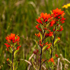 50 Seeds Castilleja angustifolia v. dubia Northwestern Indian Paintbrush – Wildflower for Planting, Red Blooms, Native to North America