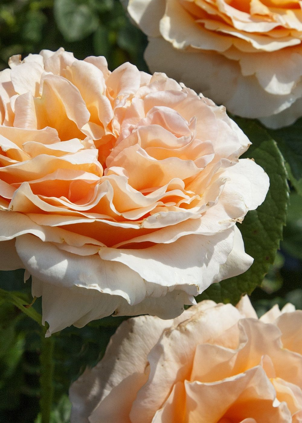 3 Polka Climbing Rose Apricot Unrooted Cuttings Live Fresh, Beautiful Blooming Rose Bush, Perfect for Trellis, Garden, Organic Rose Planting