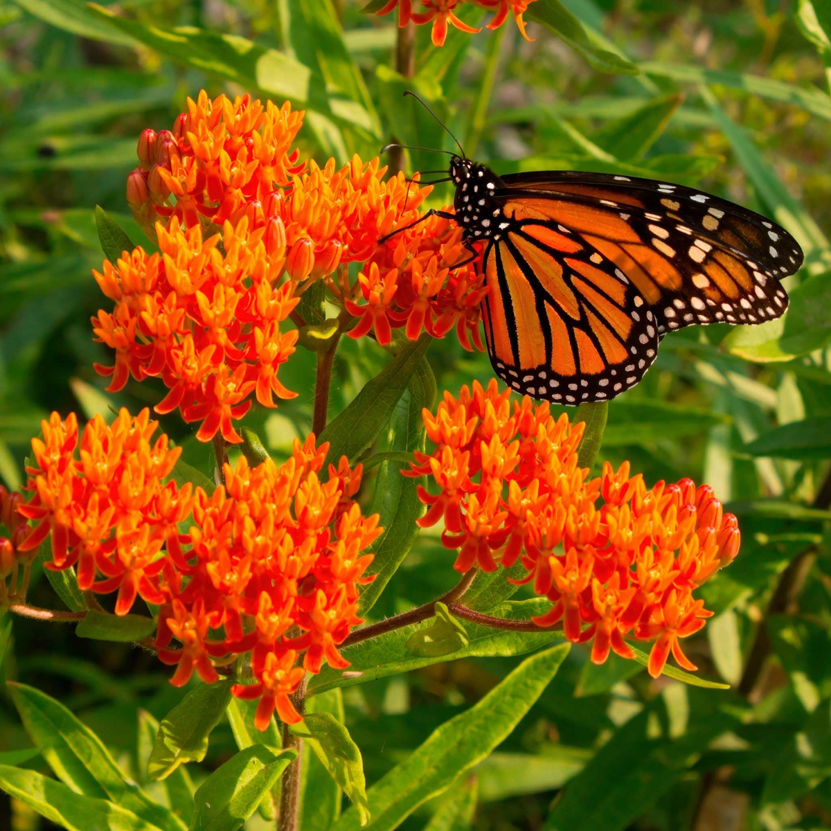 25 Blood Flower Milkweed Seeds | Asclepias curassavica | Monarch Butterfly Host Plant | Red & Orange Blooms | Non-GMO Seeds