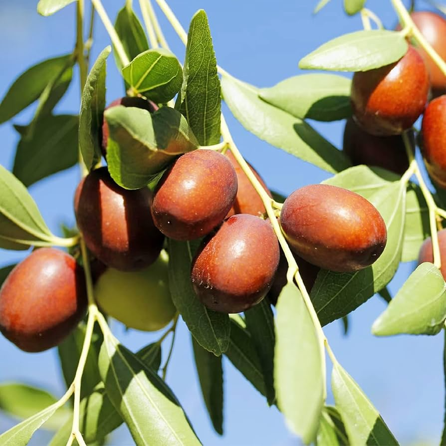 5pcs Jujube Unrooted Cuttings (Ziziphus jujuba), Edible Fruit Tree, Grow Your Own Sweet Dates, Perfect for Garden & Orchard Planting