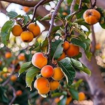 10 Persimmon Tree Seeds - Diospyros virginiana | Sugar Plum Fruit Tree | Cold-Hardy Native Tree for Home Orchard & Wildlife