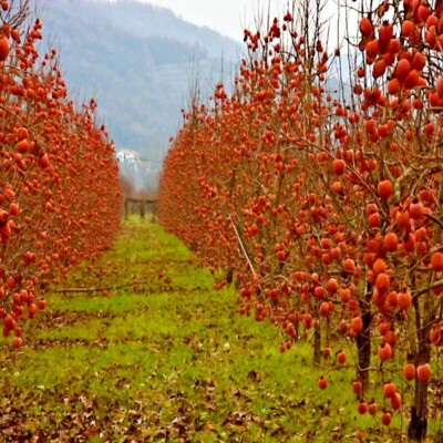 5 Persimmon Tree Seeds - Diospyros Virginiana Sugar Plum | Hardy Native Fruit Tree for Home Garden & Orchard | Cold-Tolerant