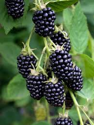 5 Blackberry Scion Unrooted Cuttings (Rubus fruticosus), Perfect for Rooting or Grafting, Hardy Fruit Plant