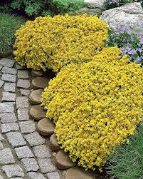 5 Ground Cover Golden Creeping Sedum, Yellow Perennial, Sedum acre, Drought Tolerant, Low Maintenance, Bare Root Plants for Garden