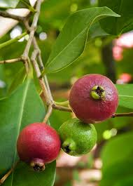 1 Cattley Strawberry Guava Psidium Cattleianum Seedlings 7"-12", Tropical Fruit, Edible Guava, Easy to Grow, Sweet & Delicious Fruit Plant