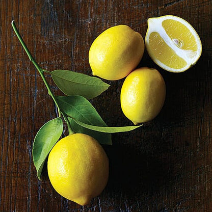 3 Meyer Lemon Tree Scions Cuttings For Rooting and Grafting