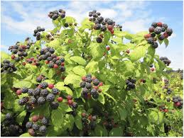 Raspberry Cuttings - 12+ Live Cuttings, Hardy Perennial, USDA Zones 3-9