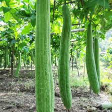 30 Loofah Sponge Gourd Seeds - Super Long Luffa - Non-GMO Heirloom - Fast Growing Climbing Vine - Natural Bath & Kitchen Sponge
