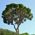 Stone Pine Tree (Pinus pinea) | Italian Umbrella Pine | Mediterranean Evergreen | Edible Pine Nuts | Live Plant