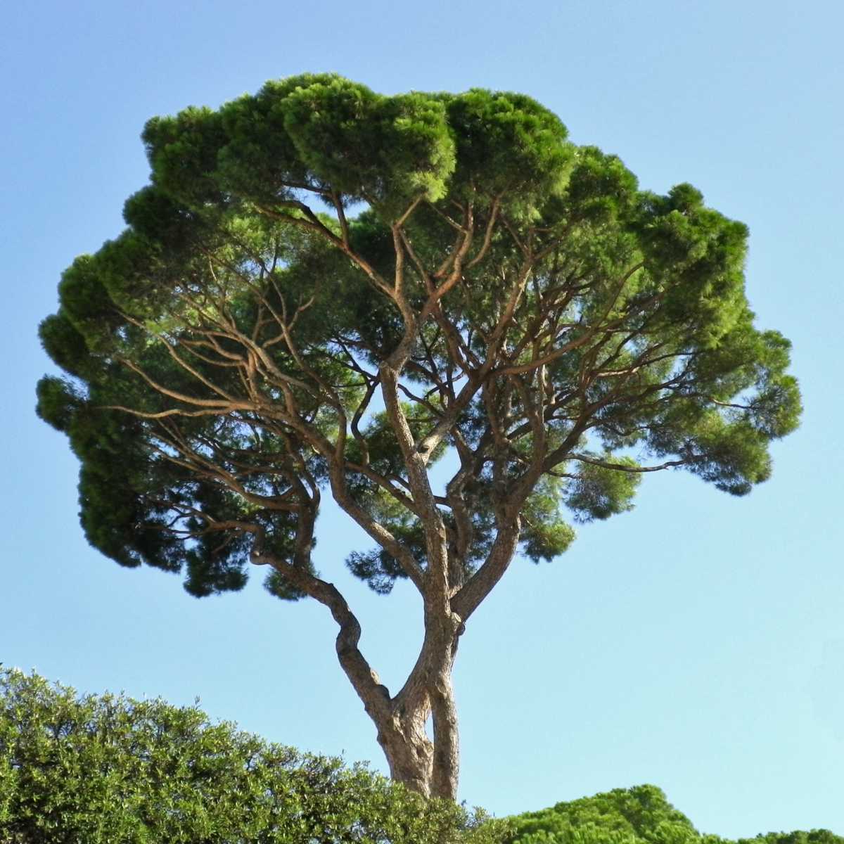 Stone Pine Tree (Pinus pinea) | Italian Umbrella Pine | Mediterranean Evergreen | Edible Pine Nuts | Live Plant