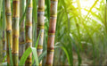 3 Green Sugarcane Cuttings | Fresh Sweet Juicy Live Plant | Ready to Plant | Fast Growing Edible Cane | Organic Garden Starter
