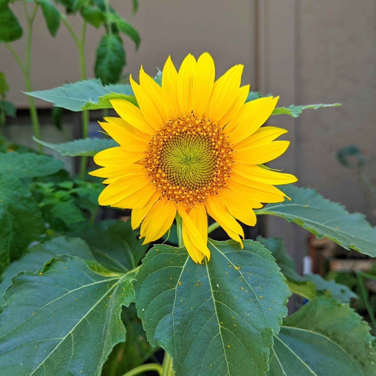 Sunspot Sunflower Seeds