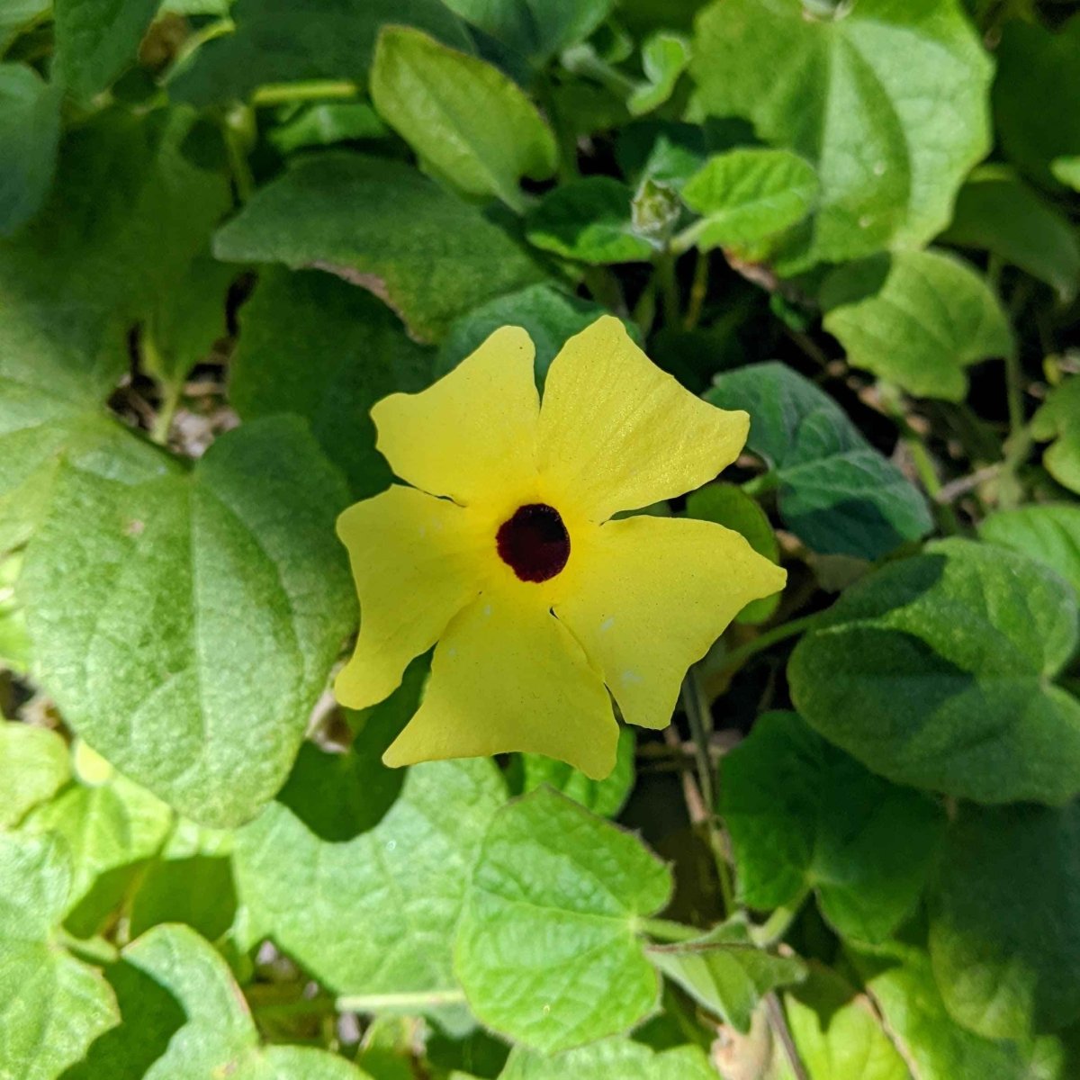 Thunbergia Seeds