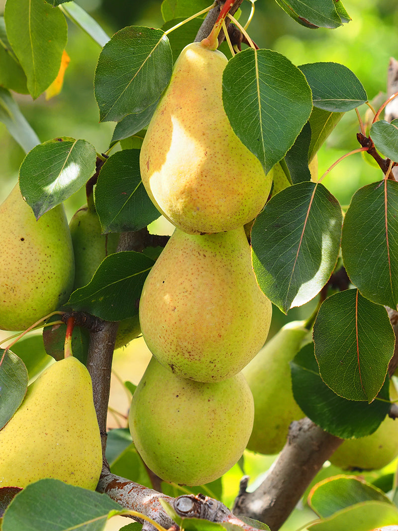 8 Kieffer Pear Scion Wood Cutting - 7-10", Pyrus calleryana, Hardy Fruit Tree, Ideal for Rooting or Grafting, Fruit Tree Propagation