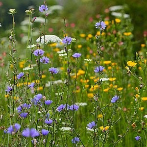 100 Chicory Wildflower Seeds | Cichorium intybus | Non-GMO Blue Flower Seeds for Pollinator Gardens & Meadows