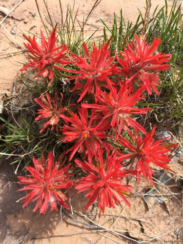 50 Seeds Castilleja angustifolia v. dubia Northwestern Indian Paintbrush – Wildflower for Planting, Red Blooms, Native to North America