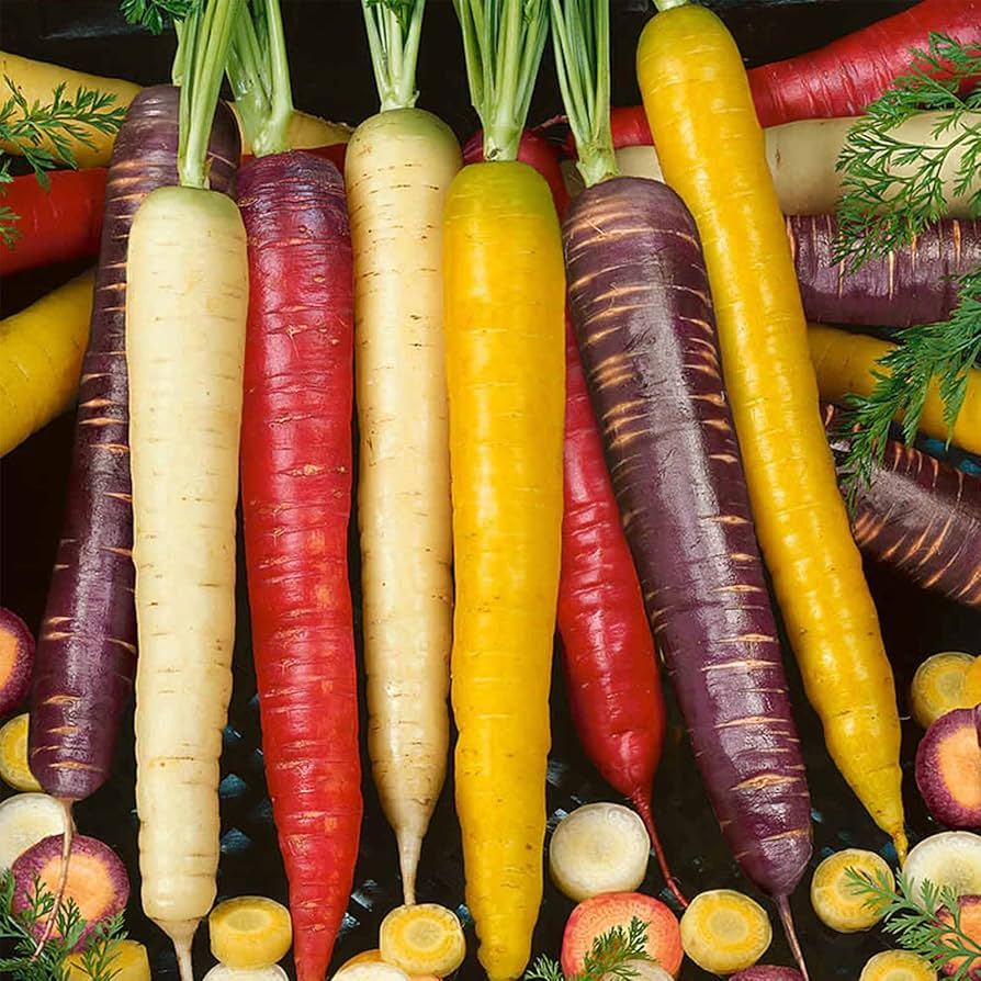 500 Rainbow Carrot Seeds | Colorful Daucus carota Blend | Grow Purple, Yellow, Orange & White Carrots | Heirloom Garden Favorite
