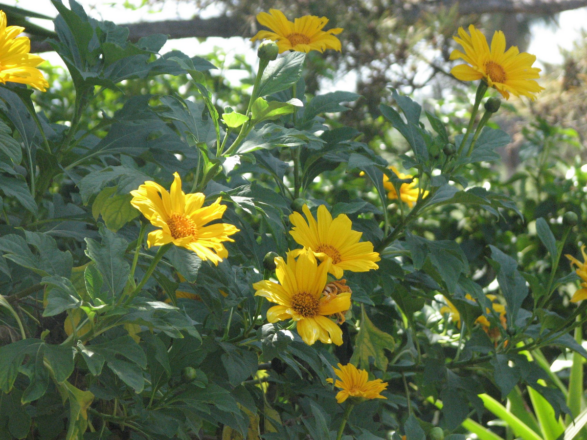 Tithonia Diversifolia 4 Live Rooted Cuttings - Mexican Sunflower - Fast Growing - Chop & Drop Mulch - Pollinator Magnet