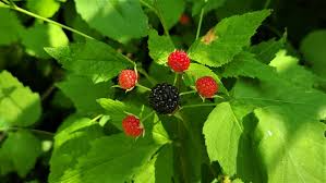 Raspberry Cuttings - 12+ Live Cuttings, Hardy Perennial, USDA Zones 3-9