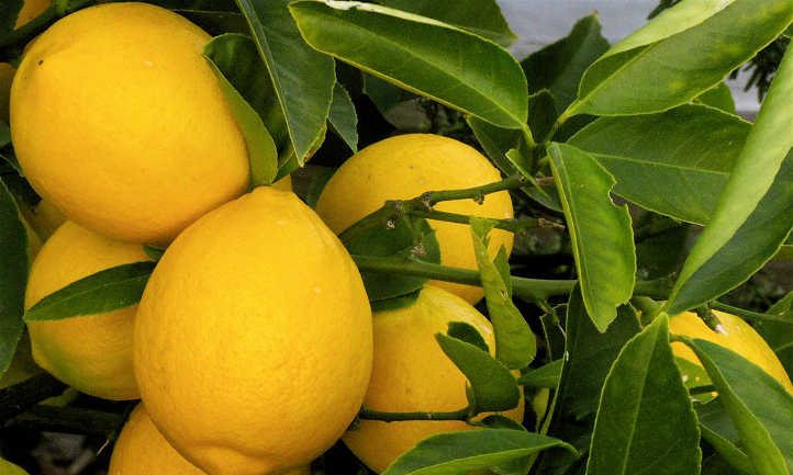 3 Meyer Lemon Tree Scions Cuttings For Rooting and Grafting