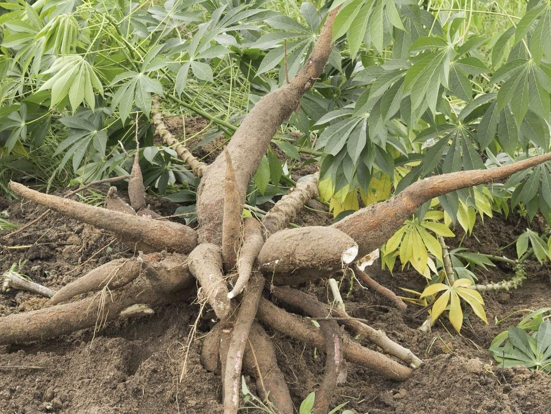 Yucca Cassava Cuttings (5) 5-8 Inch Stems - Tropical Edible Plant