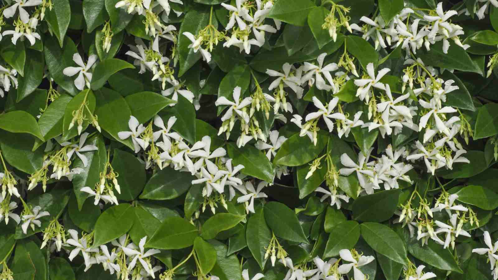 White Star Jasmine Cuttings - 6 Live Cuttings, Trachelospermum jasminoides, Fragrant Vine