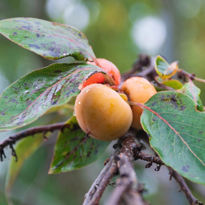 5 Persimmon Tree Seeds - Diospyros Virginiana Sugar Plum | Hardy Native Fruit Tree for Home Garden & Orchard | Cold-Tolerant
