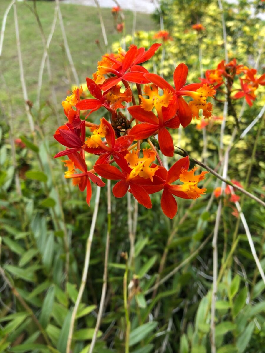 5 Rooted Cuttings Epidendrum Radicans - Ground Orchid, Fire Star Orchid - Live Plants for Sale