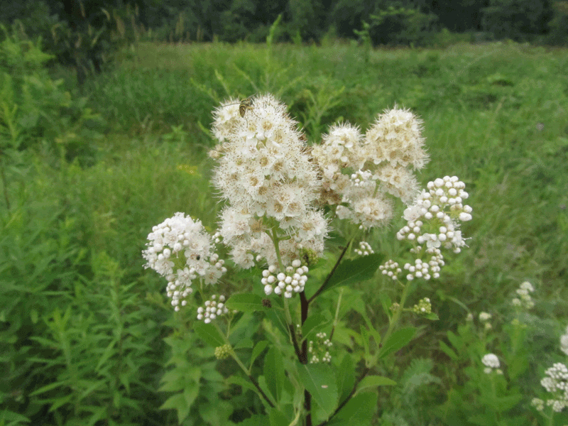 White Meadowsweet - 5 Starter Plugs Seedlings, Spiraea alba, Native Perennial