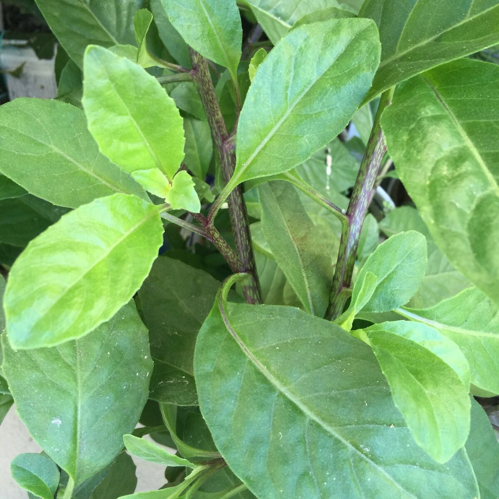 5 Longevity Spinach Gynura Procumbens Unrooted Cuttings 4" - Edible, Nutrient-Rich, Easy to Grow, Tropical Superfood, for Propagation