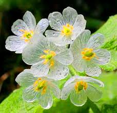 10 Skeleton Glass Flower Seeds – Diphylleia grayi – Rare Transparent Petals – Ghost Flower Seeds for Garden