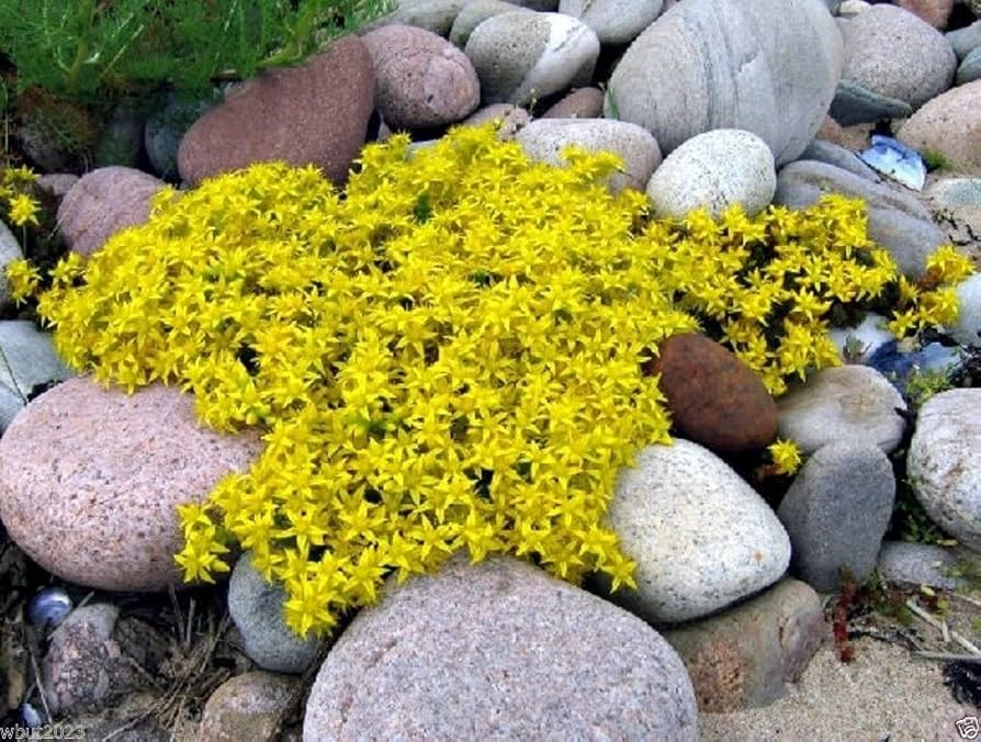 5 Ground Cover Golden Creeping Sedum, Yellow Perennial, Sedum acre, Drought Tolerant, Low Maintenance, Bare Root Plants for Garden