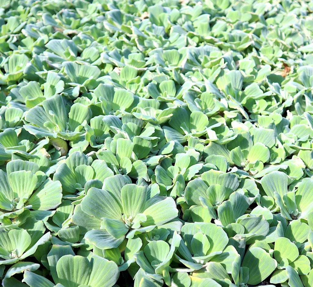 Water Plants Bundle - 4 Medium Water Hyacinth & 4 Water Lettuce - Eichhornia crassipes & Pistia stratiotes - Floating Live Pond Plants