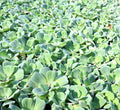 Water Plants Bundle - 4 Medium Water Hyacinth & 4 Water Lettuce - Eichhornia crassipes & Pistia stratiotes - Floating Live Pond Plants