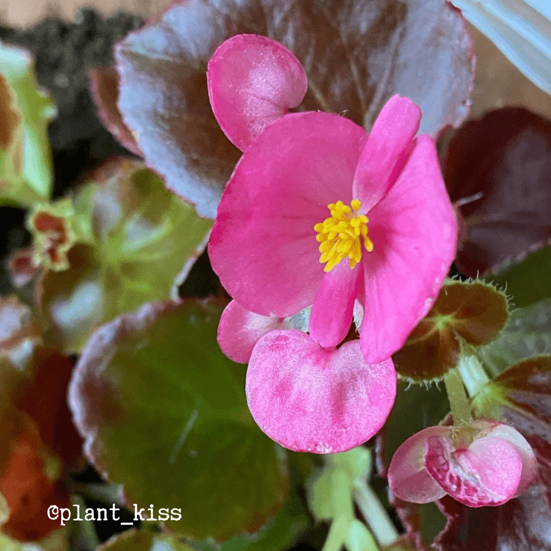 Wax Begonia Seeds