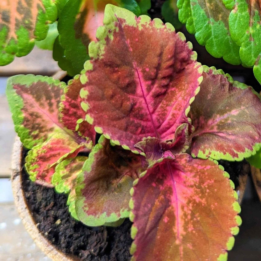 Wizard Coleus Mix Seeds